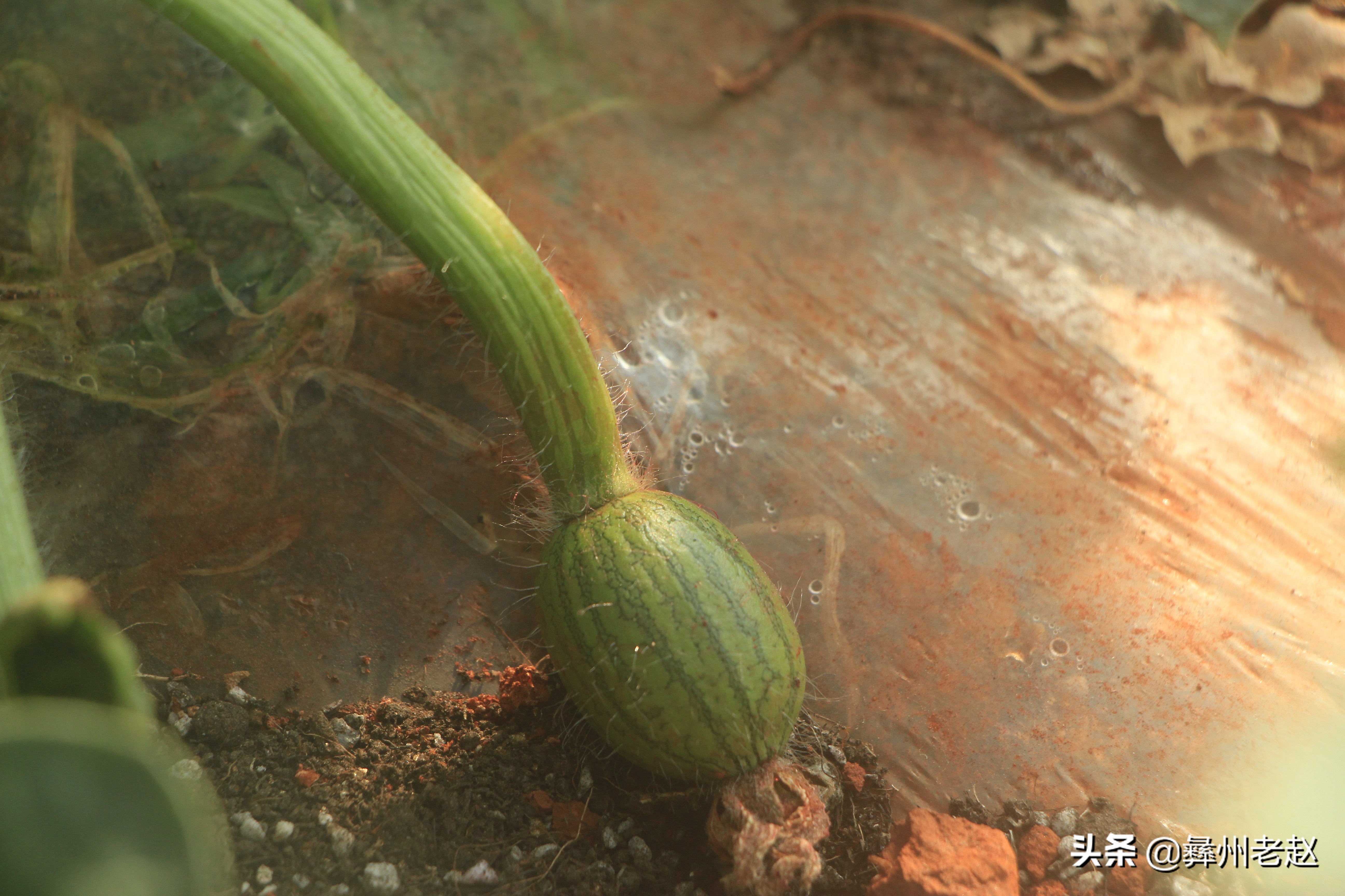 西瓜坐瓜后期管理,西瓜坐瓜期管理