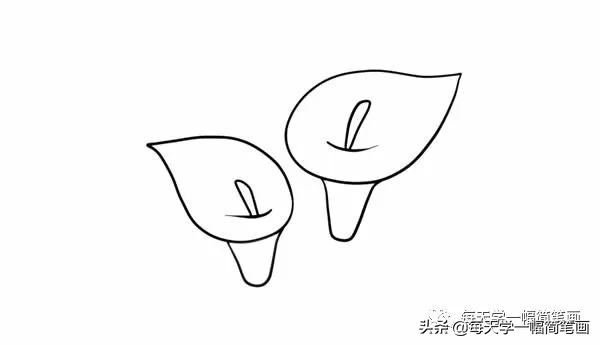 马蹄莲简笔画,马蹄莲的简笔画大全图片