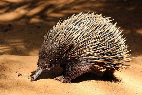 招惹豪猪的动物有多惨,豪猪最怕的天敌狮子