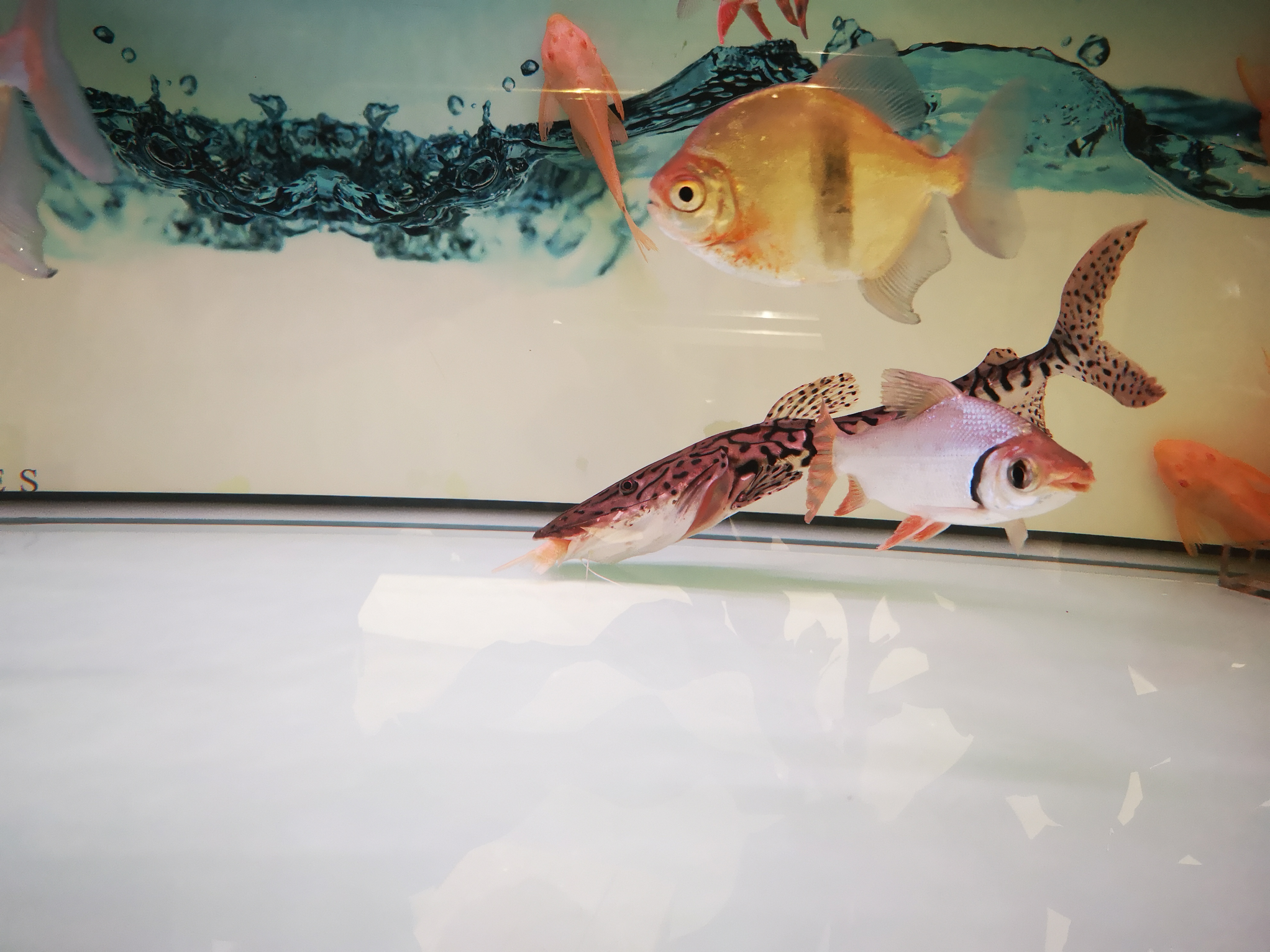 观赏鱼受伤了应该怎么处理,观赏鱼被别的鱼咬伤怎么处理