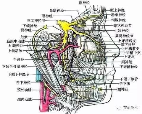 医生常用的解剖学、内外科口诀