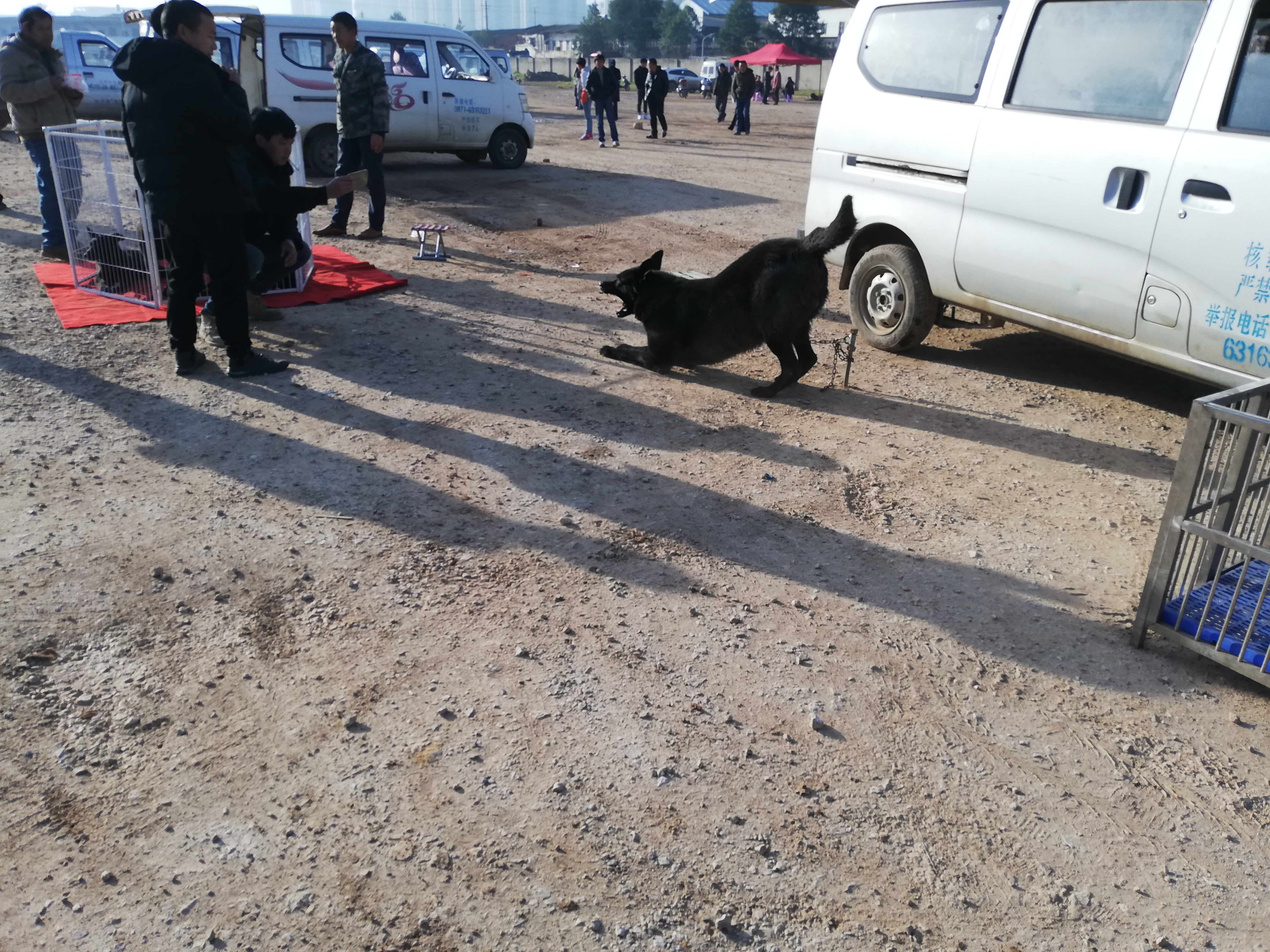 出售黑狼犬最新视频,最便宜黑狼犬幼犬出售最新
