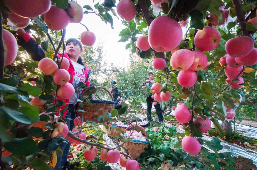 走向我们的小康生活微电影,走向我们的小康生活中国画