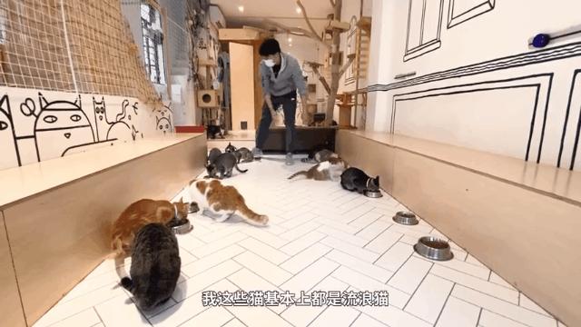 懒人养的猫很粘人吗,猫养得越久越粘人