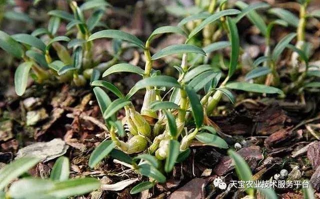 铁皮石斛6月份扦插行吗,铁皮石斛扦插方法