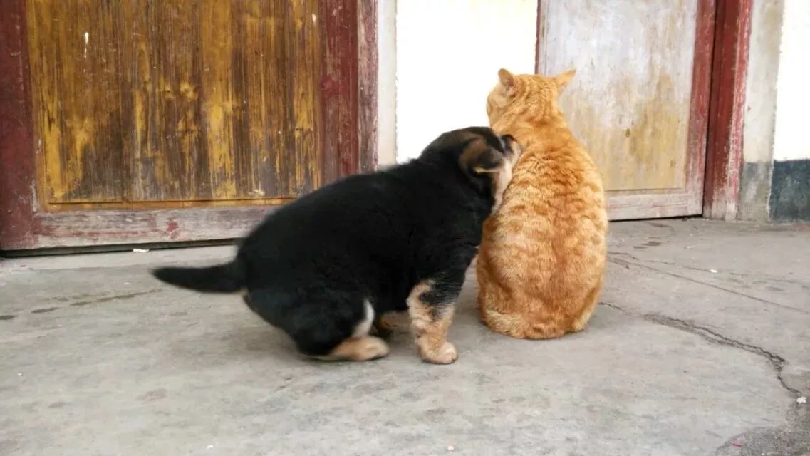 特别的萌给特别的你