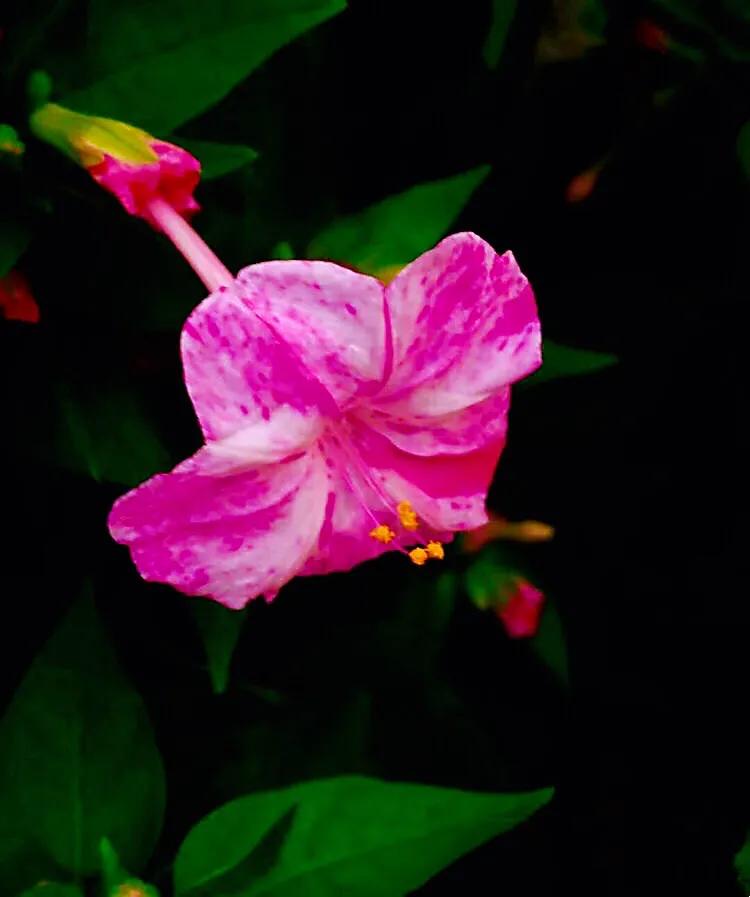 紫茉莉花色,紫茉莉的花朵有香味吗