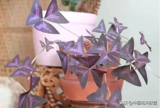 打翻了调色盘的花,打翻了调色盘的美景