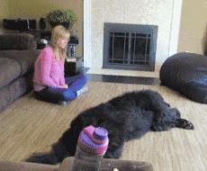 狗狗太粘人怎么办一直叫,狗狗太粘人了怎么办