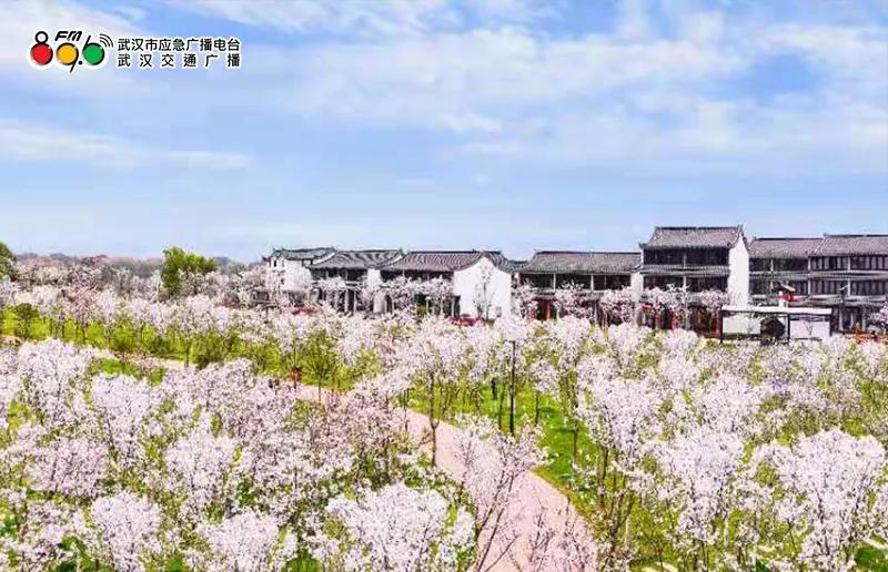 春光恰好清明小长假赏花指南,清明小长假花海