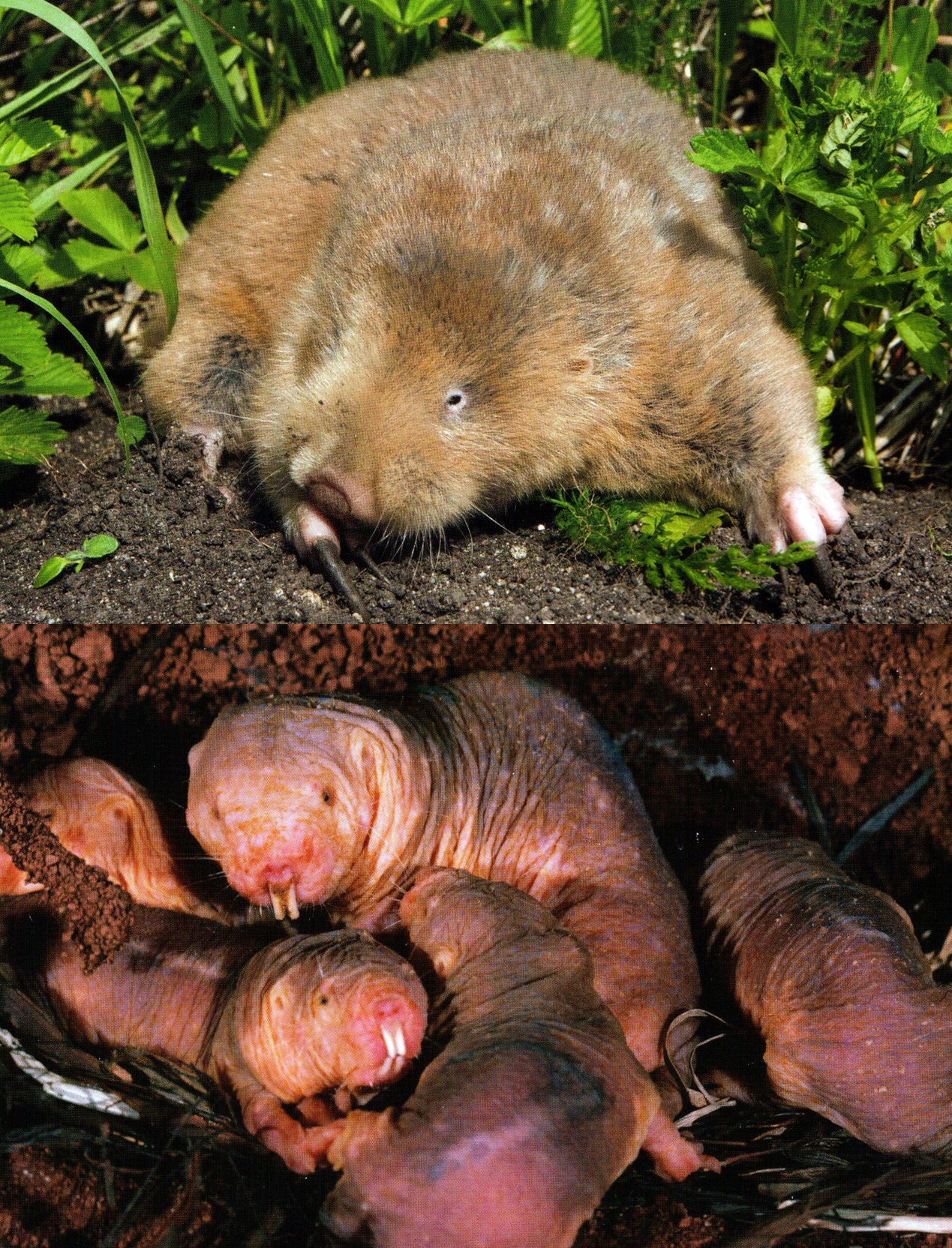 鼠的变异状况,鼠的性质特征有哪些变化