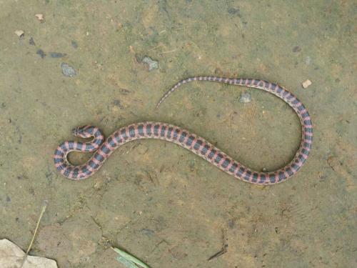 农村如何防止蛇往屋里爬,怎么防止蛇跑到家里来