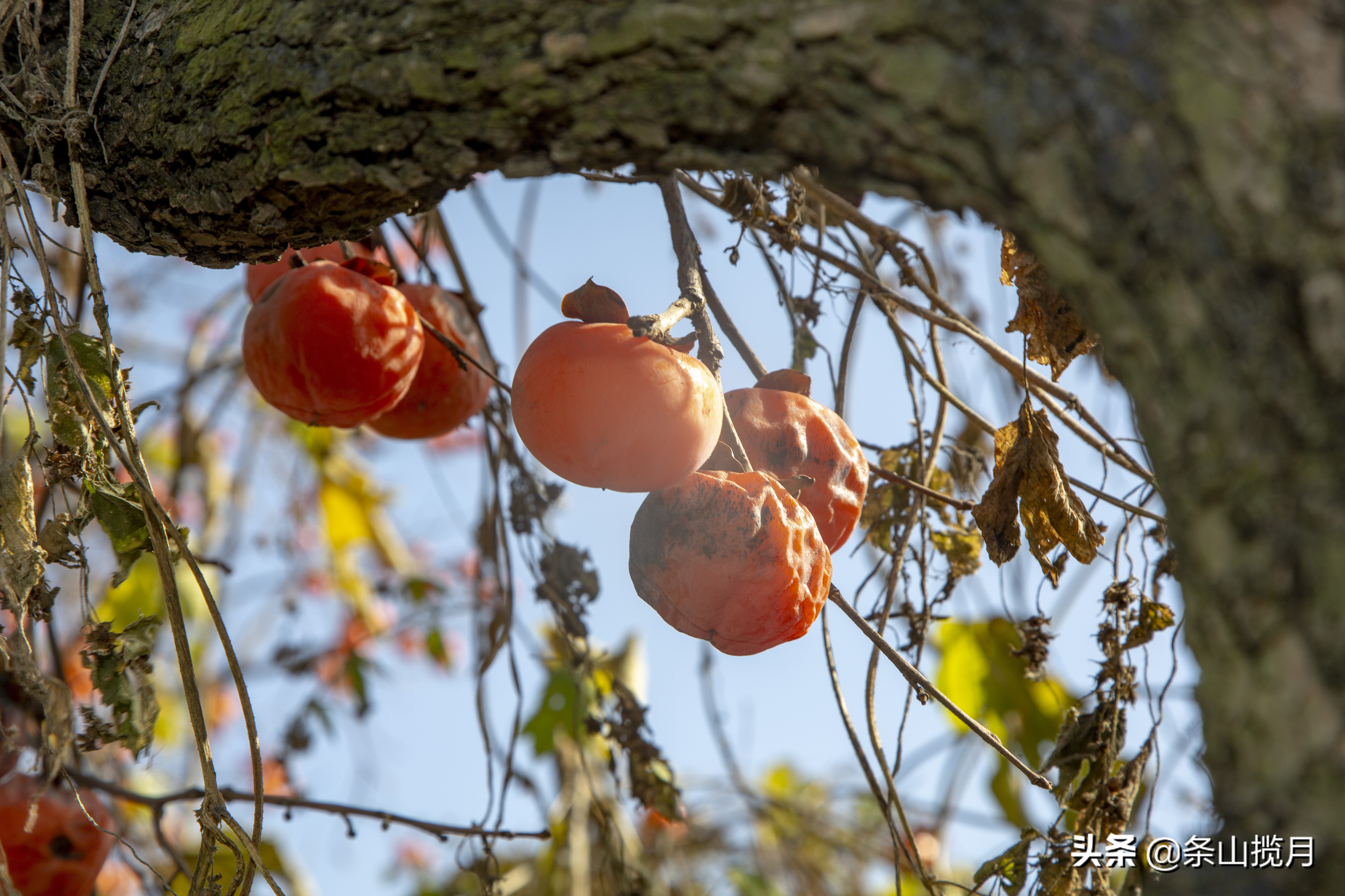柿子红了记忆中的乡愁,柿子红了的乡愁文案