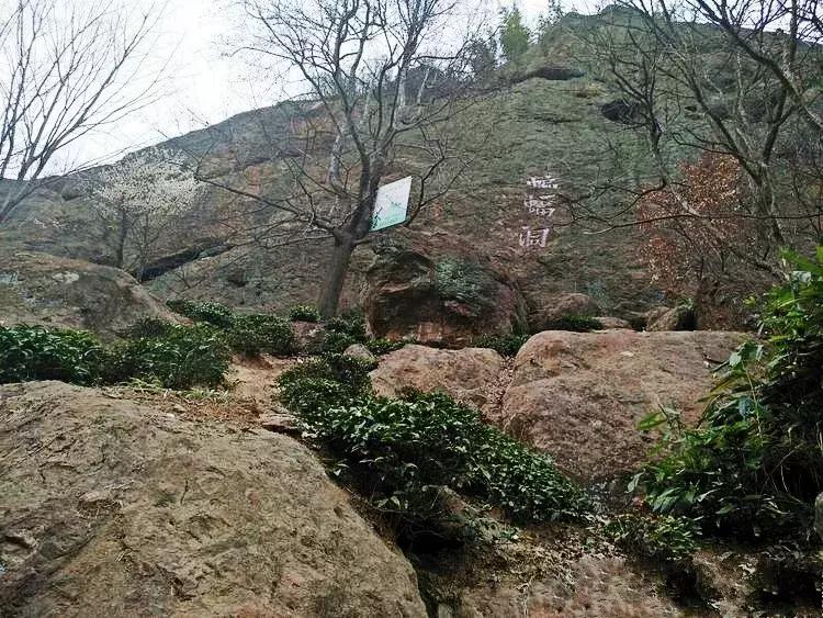 六安霍山蝙蝠洞茶叶,安徽六安蝙蝠洞瓜片