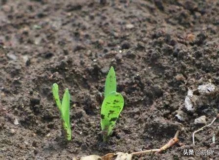 玉米种下后遇下雨迟迟不出苗咋办,玉米播种后不发芽怎么办