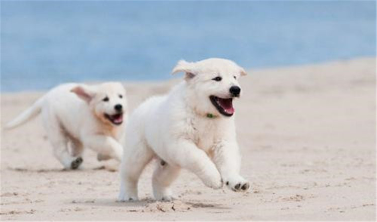 狗妈妈生了几天为什么总刨地,狗妈妈生了小狗要注意什么