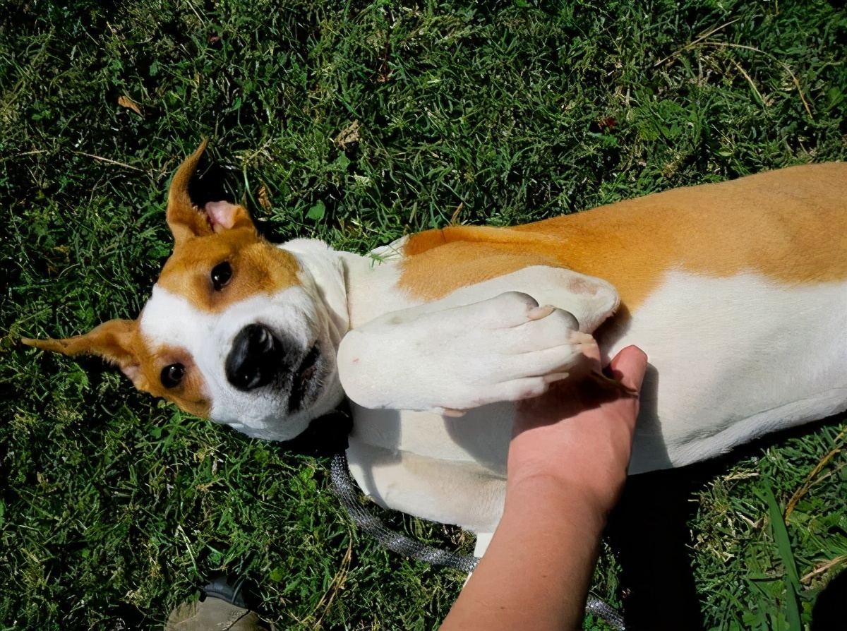 人狗寄生虫,狗狗得寄生虫病去医院治要多少钱