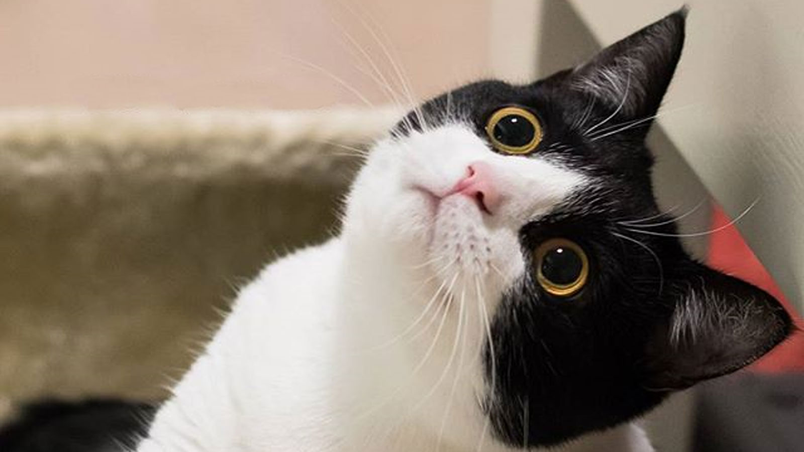 猫咪歪头站不稳什么原因,猫咪歪头站不稳是怎么回事