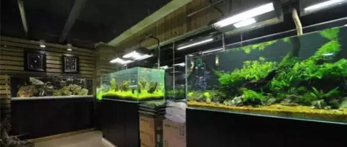 卖鱼遇到的问题,卖鱼亏本概率大不大