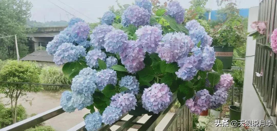 适合北阳台种的花园,采光差适合什么藤本月季