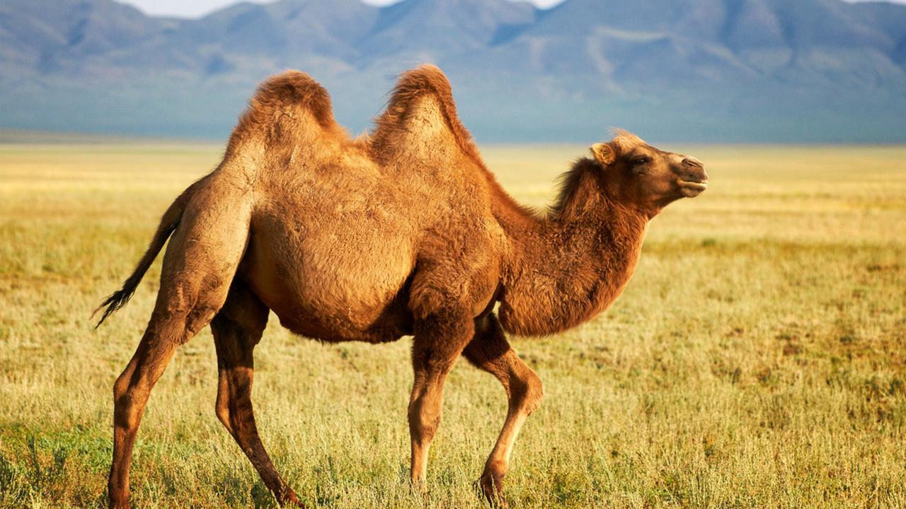 神奇的驼奶粉,神奇的驼奶央视报道