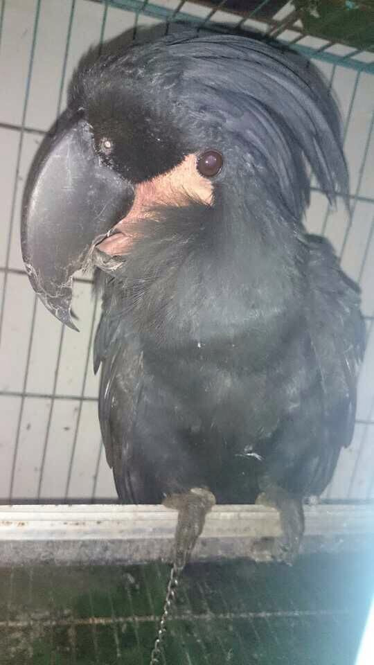 天津金刚鹦鹉市场,北京花鸟鱼虫市场金刚鹦鹉多少钱