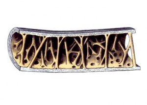 野生的鸟儿该怎么处理,鸟类如何躲避风雨