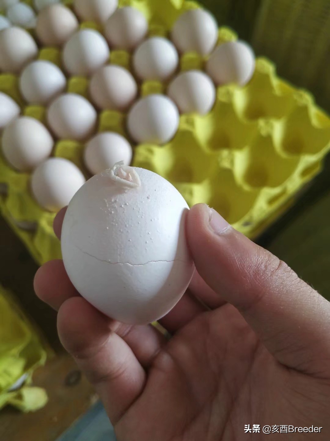 蛋鸡产蛋下降原因及补救措施,鸡产蛋综合症案例分析