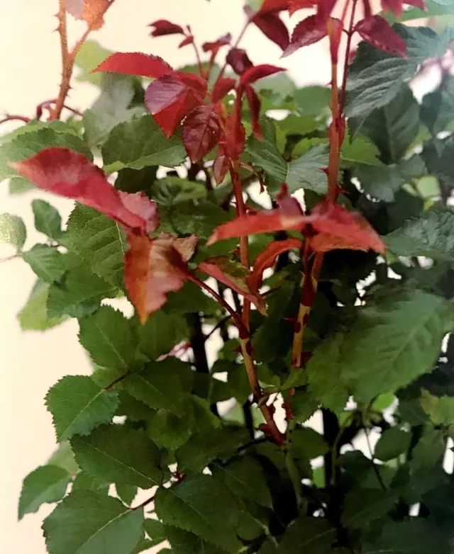 玫瑰月季怎么爆盆,玫瑰怎样爆侧芽