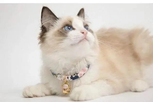 养宠要用心禁忌要避免,猫咪可以戴小铃铛吗