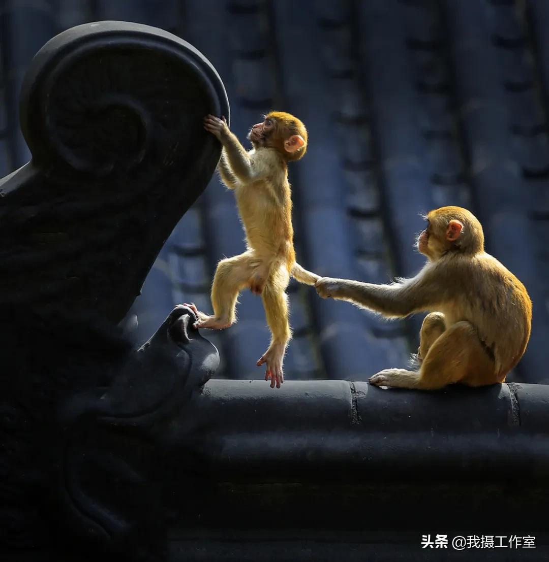 第16届国际摄影艺术展获奖作品,第29届全国摄影艺术展览作品集