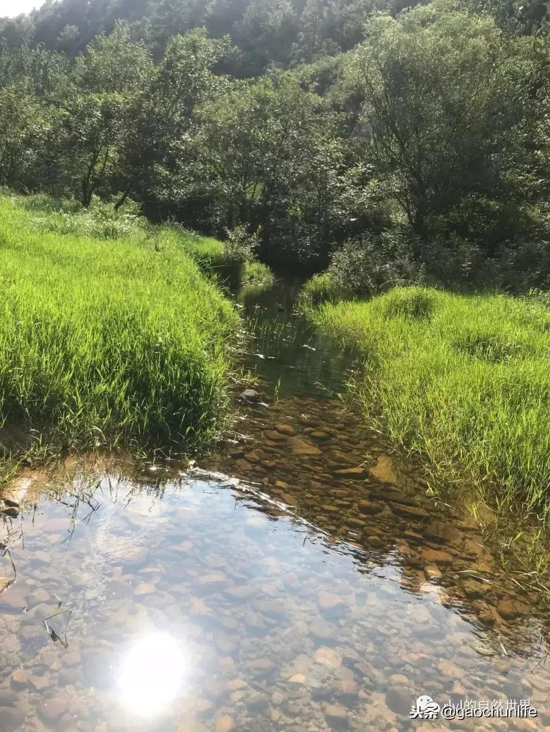 草龟难养,养草龟笔记