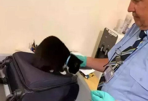 举报偷渡走私,偷渡被捕的猫