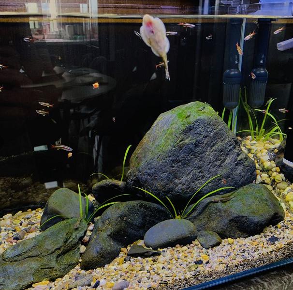 鱼缸死鱼后怎么消毒，高锰酸钾浸泡后会影响细菌屋的使用么？