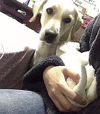 狗子吃醋女朋友,狗子喜欢女朋友怎么办