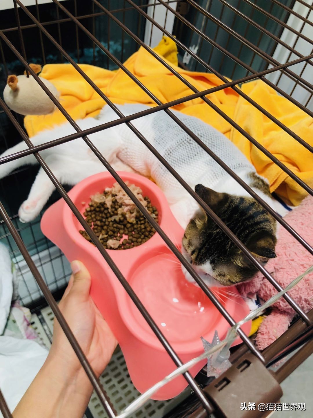 猫咪绝育手术后该如何护理才正确,猫咪绝育手术全过程母猫