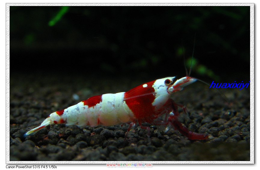 水晶虾产卵用单独饲养吗,水晶虾饲养视频教程