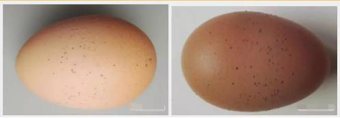 产蛋鸡的蛋皮脆怎么回事,蛋鸡产的鸡蛋壳薄脆的原因