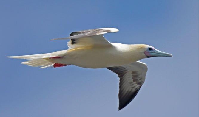 东江揽胜,惠州淡水常见鸟类图谱