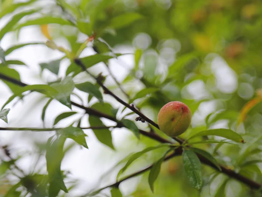 福建人游福建|厦航国旅首发团，邀您一起共赏好*光春**
