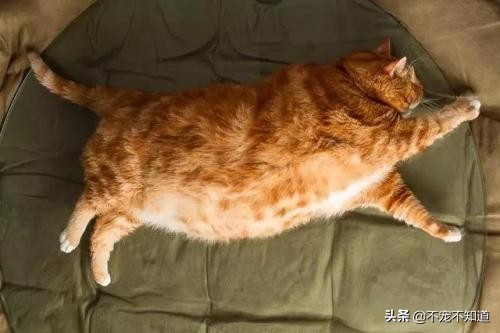猫咪超过24小时不吃猫粮怎么办,猫咪超过三天不吃东西