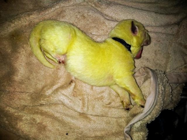 德牧生下白色幼崽,德牧生了8只苏联红