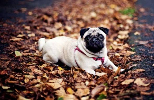 纯种巴哥犬的特征有哪些图片,纯种巴哥犬嘴会突吗