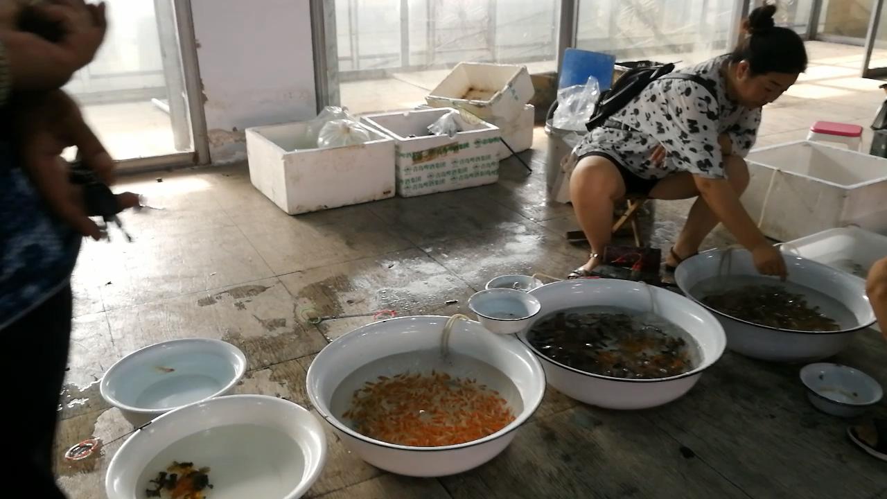 淡水水族馆观赏鱼市场,废弃花鸟市场捡漏观赏鱼