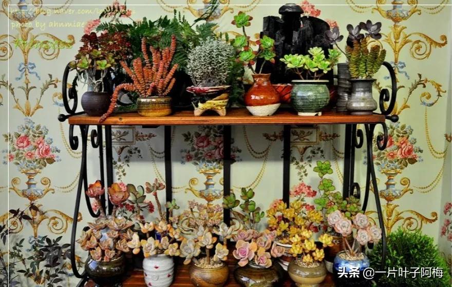 哪些多肉适合养老桩?多肉老桩摆窗台最精致了,看一眼就忘不了