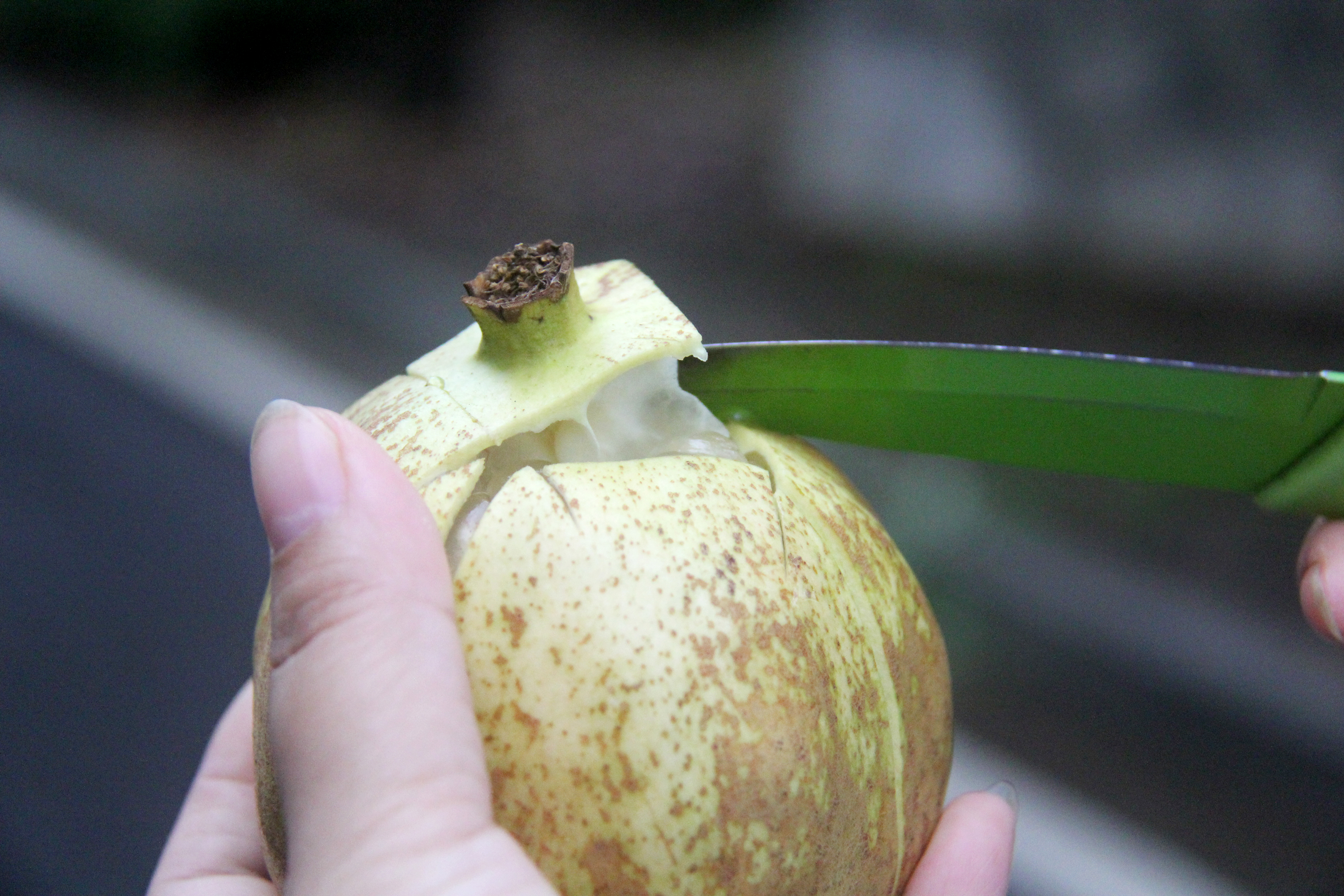 白花玉石籽石榴,玉石籽石榴