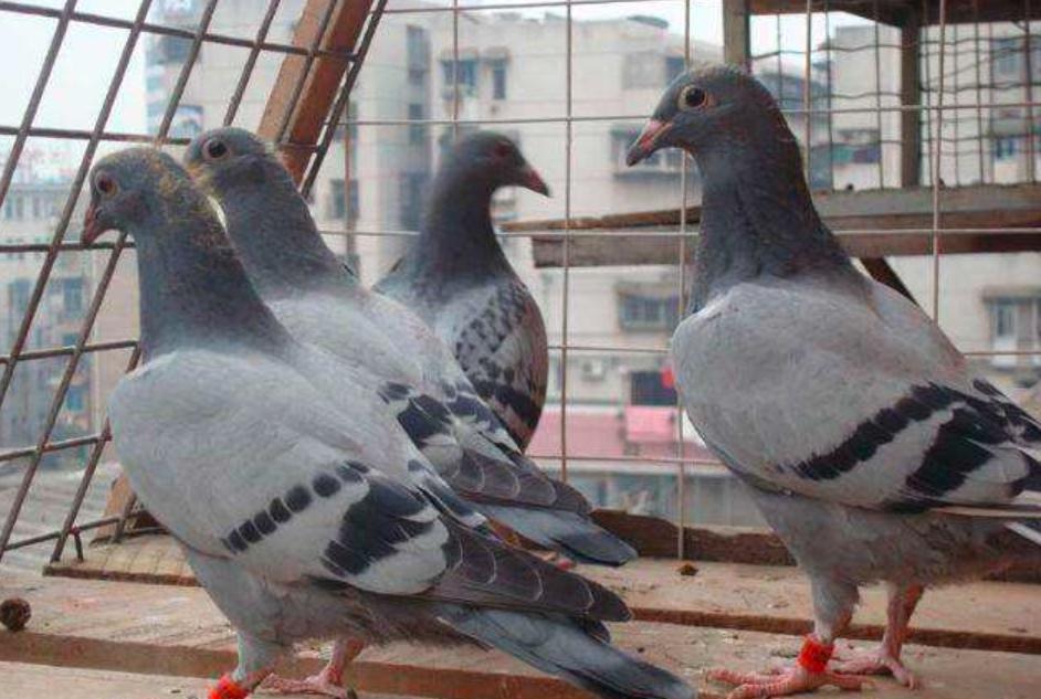 幼鸽开家怎么要乱飞,幼鸽开家飞丢
