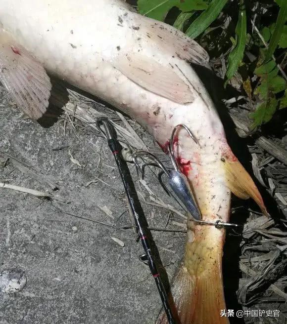 男子在湘江钓到63斤大鱼,男子在湘江钓到近100斤的鳡鱼