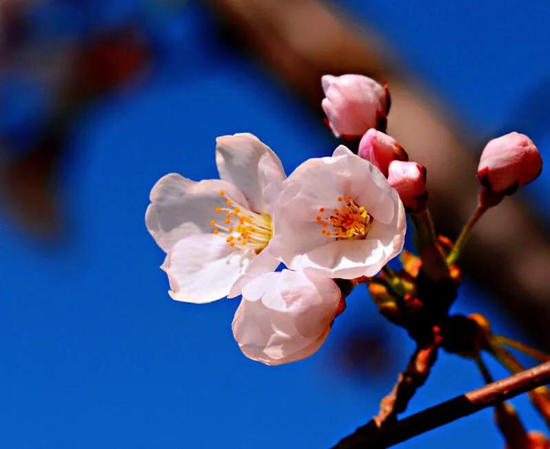 中国最稀少樱花品种阳光樱,樱花品种推荐之迎春樱