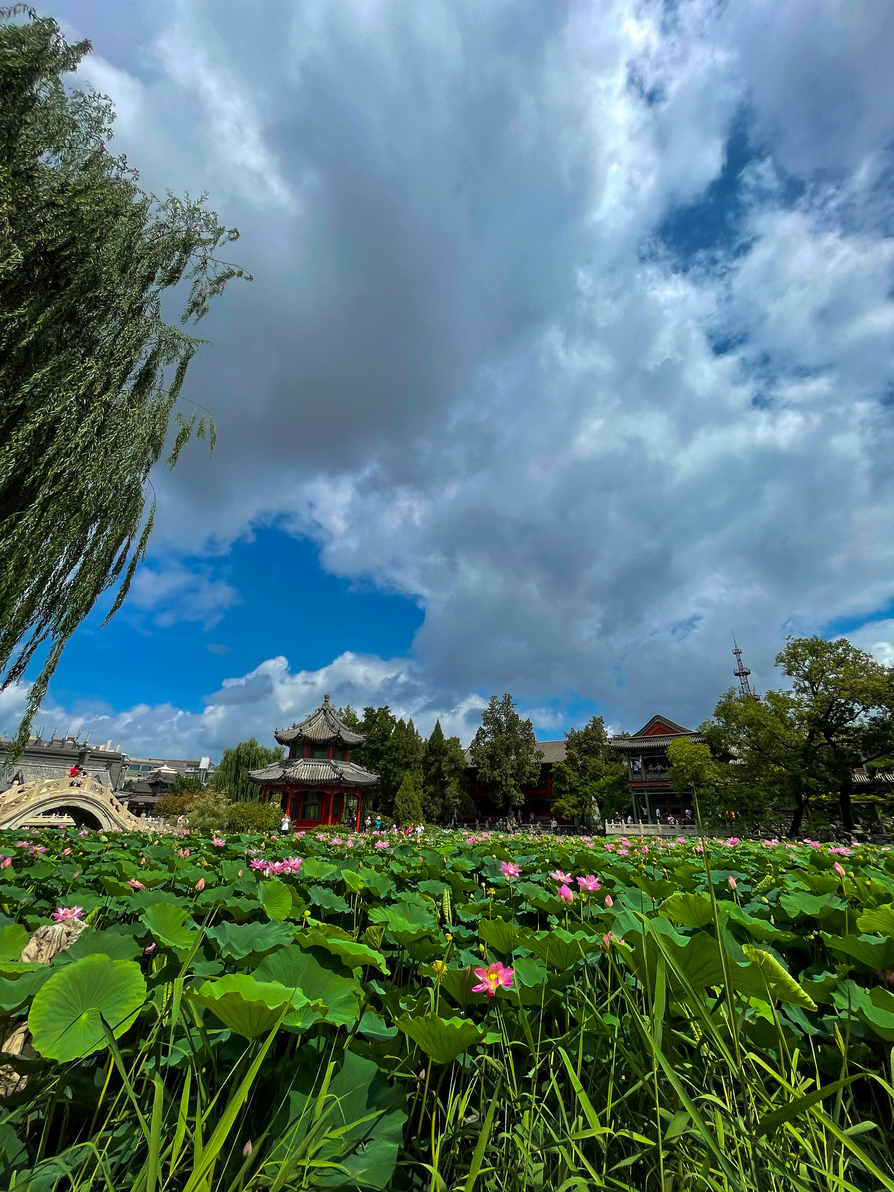 保定市古莲花池夜景,保定古莲花池美照